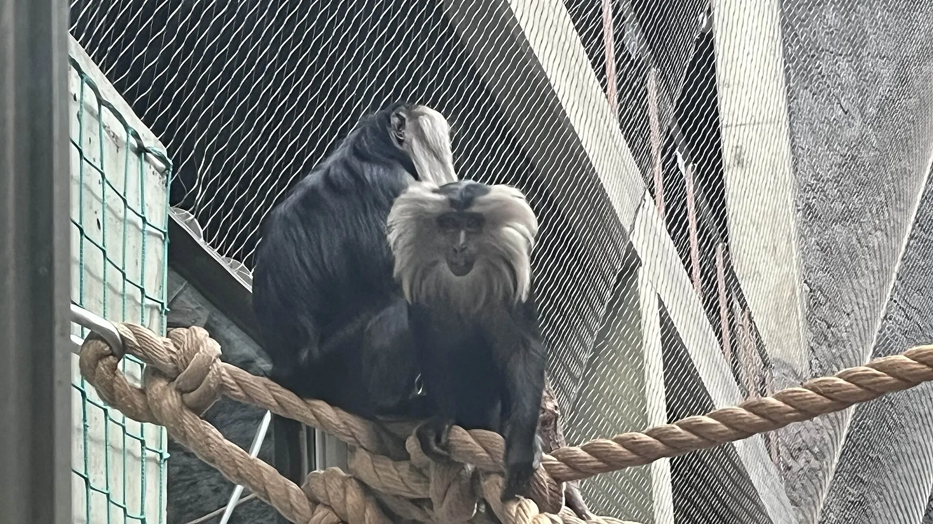 Makak lwi w Orientarium Zoo Łódź w 2025 roku