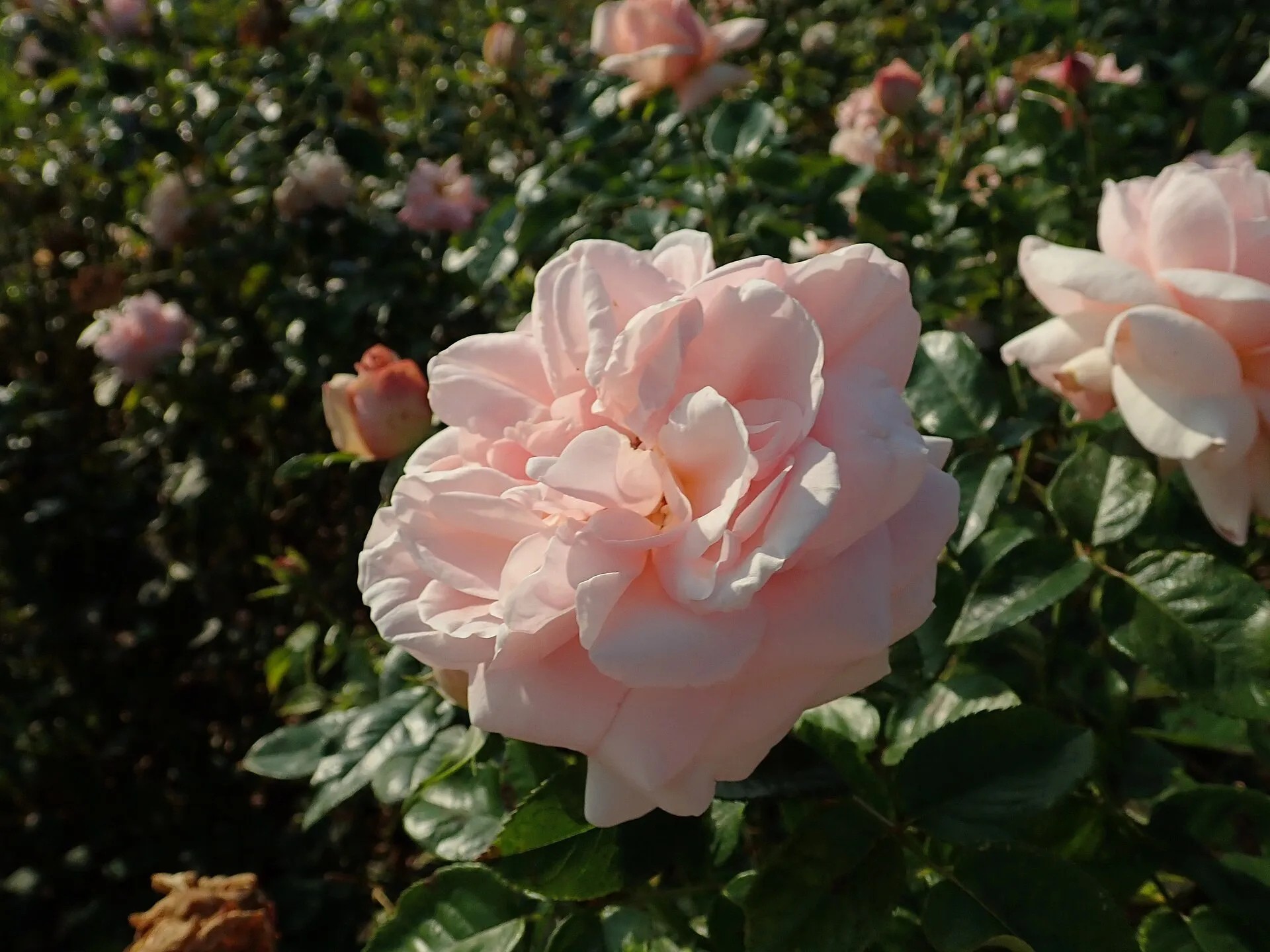 Róża Aphrodite w Ogrodzie Botanicznym w Kielcach, 2018