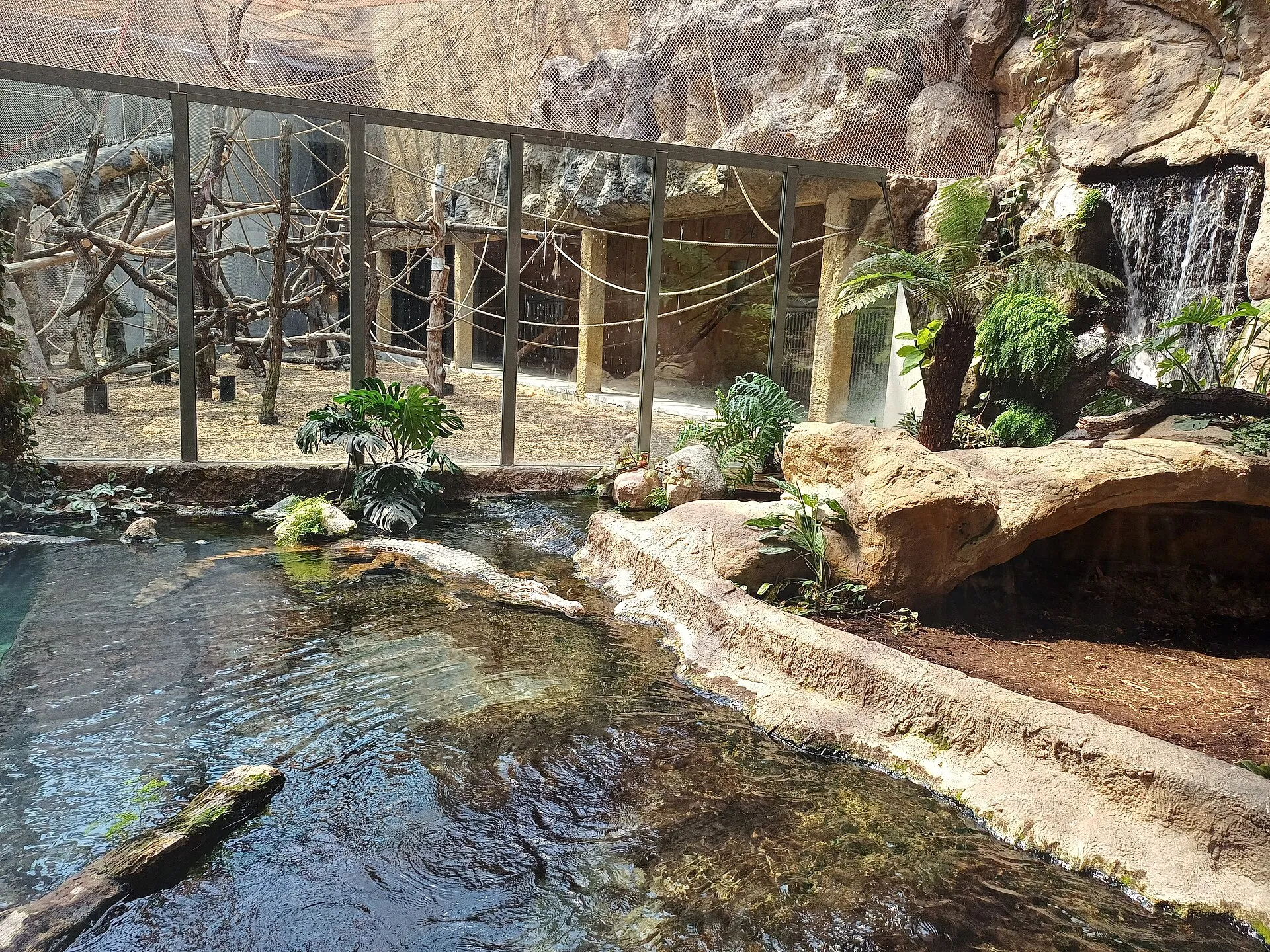 Gawial malajski w Orientarium Zoo Łódź w maju 2025 roku