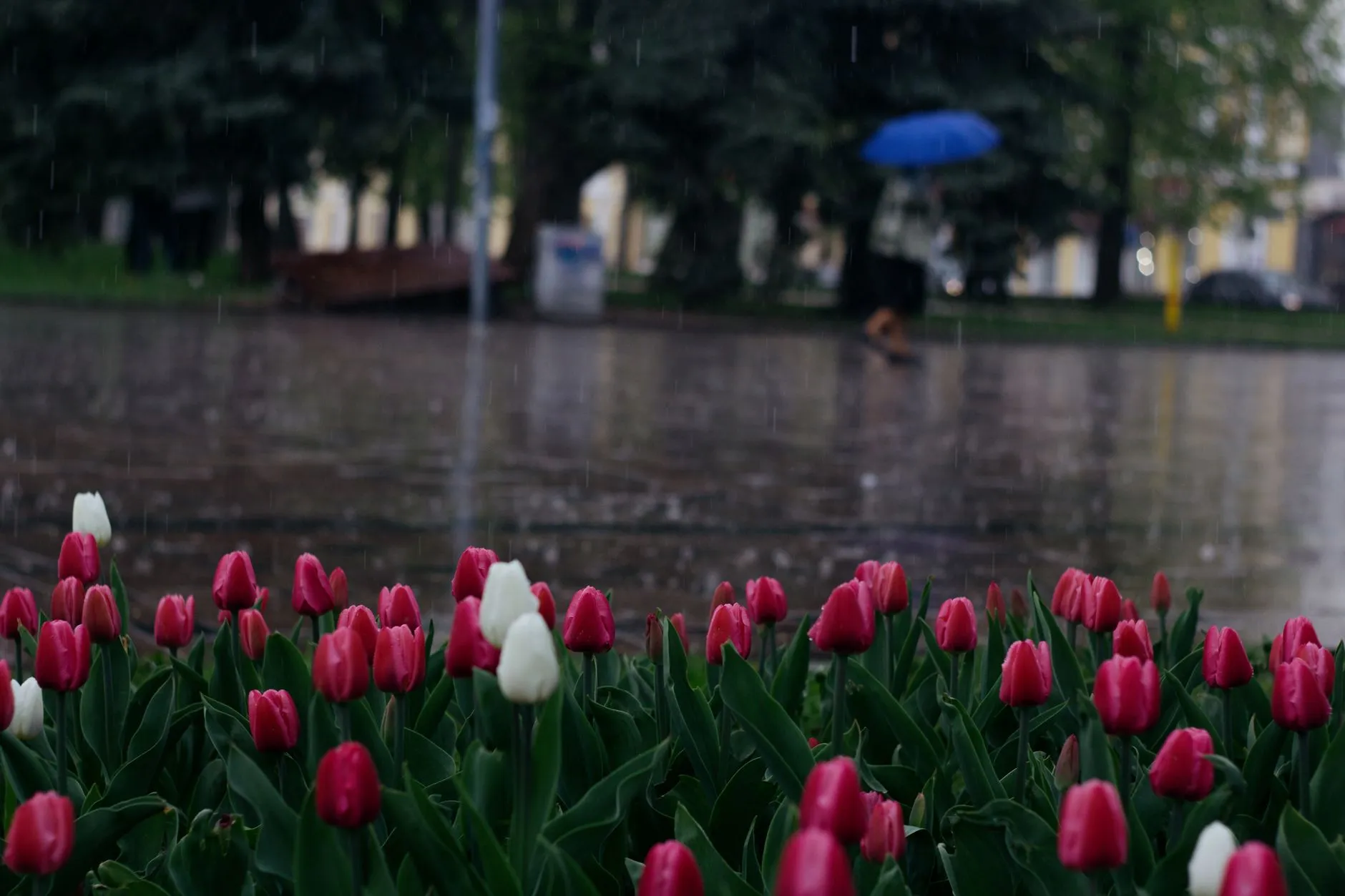 Czerwone i białe tulipany przy mokrej ulicy, w tle niewyraźna postać pod parasolem.